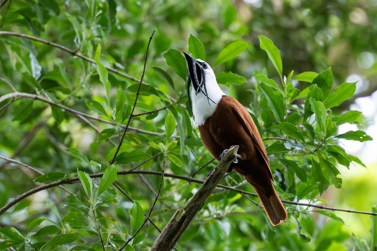 Araponga tricaronculé - ML644506022