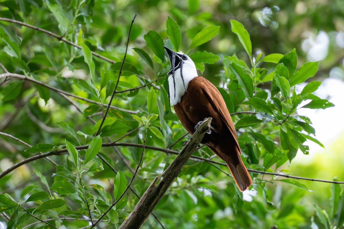 Araponga tricaronculé - ML644506023