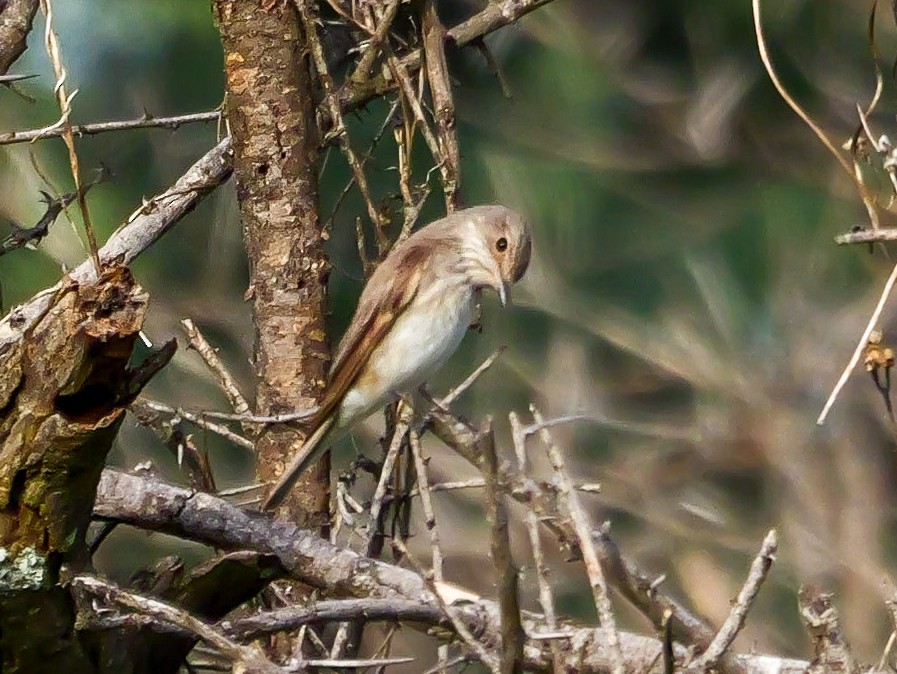 Серая мухоловка (группа striata) - ML644506024