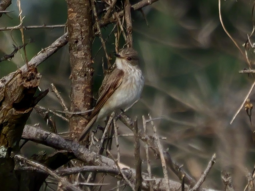 Серая мухоловка (группа striata) - ML644506025