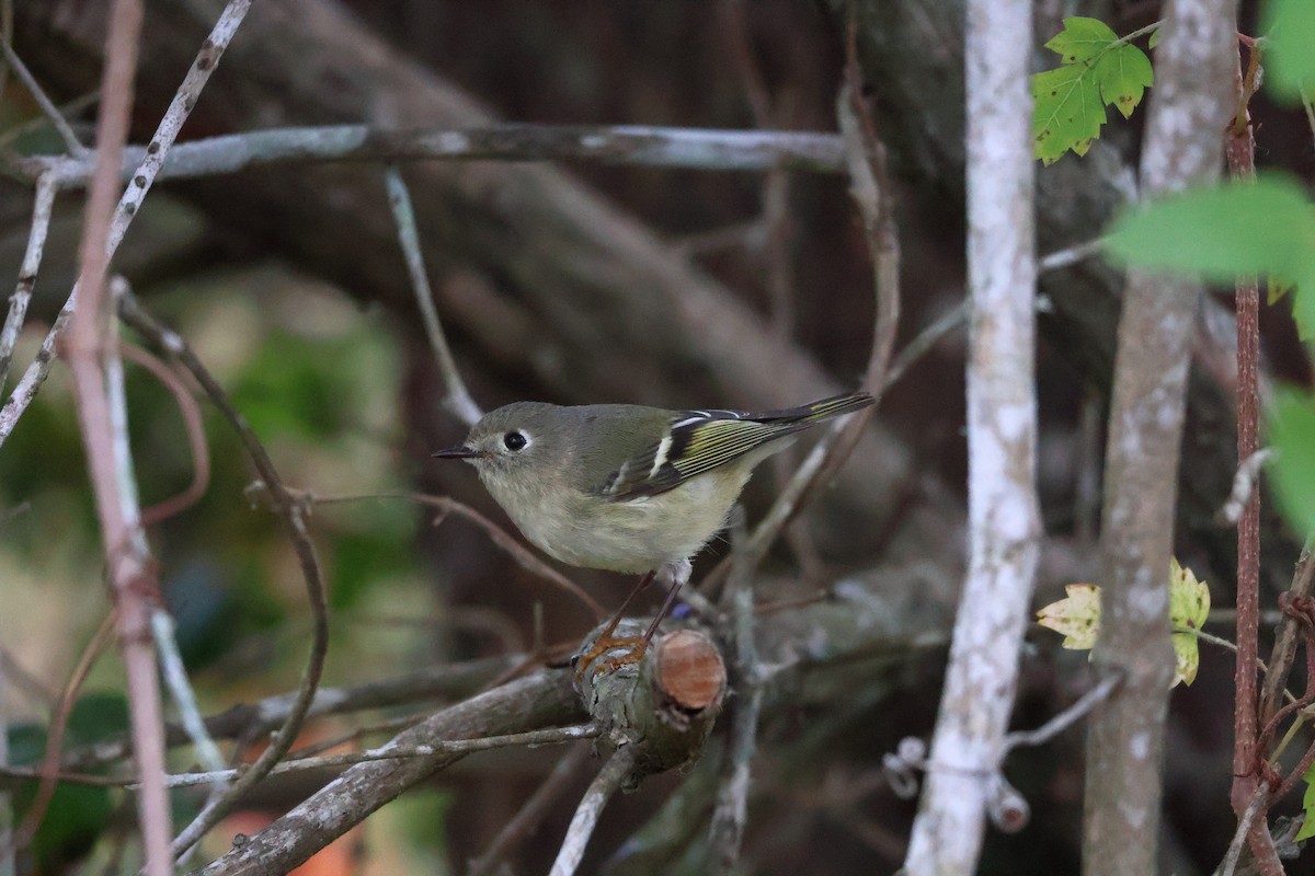 Ruby-crowned Kinglet - ML644506033