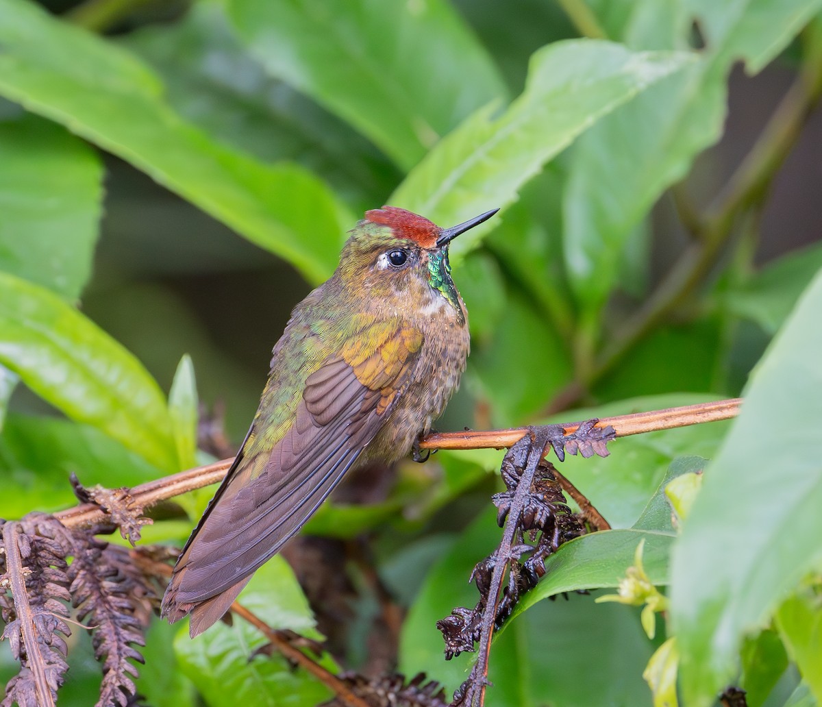 Rufous-capped Thornbill - ML644506035