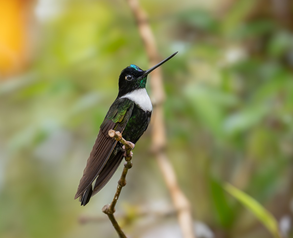 Collared Inca - ML644506036