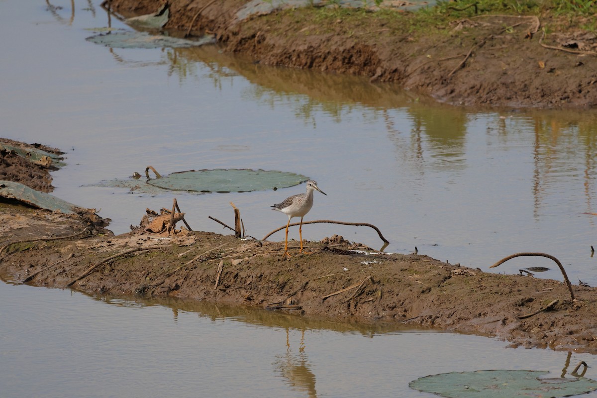 Greater Yellowlegs - ML644506038