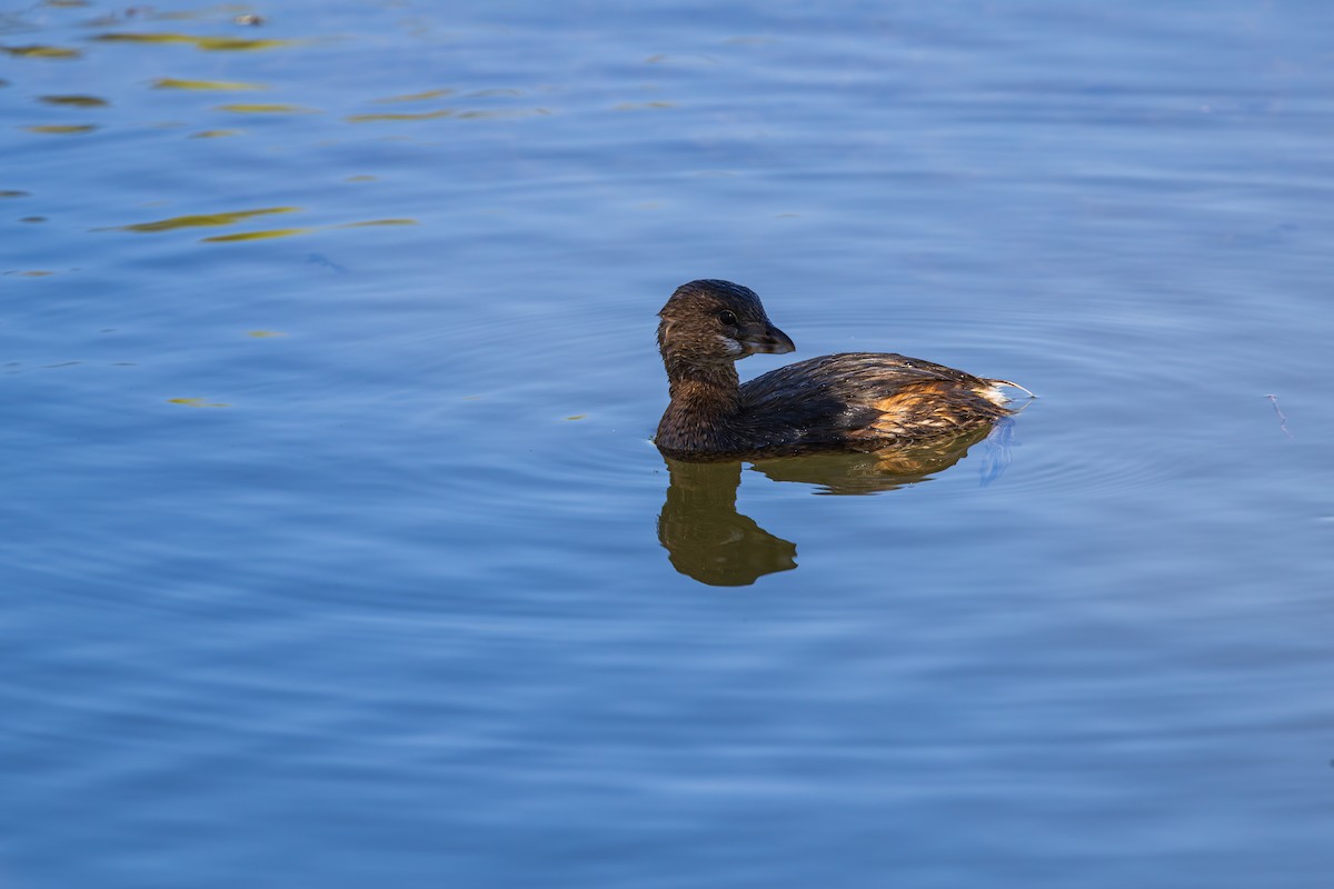 Pied-billed Grebe - ML644506043