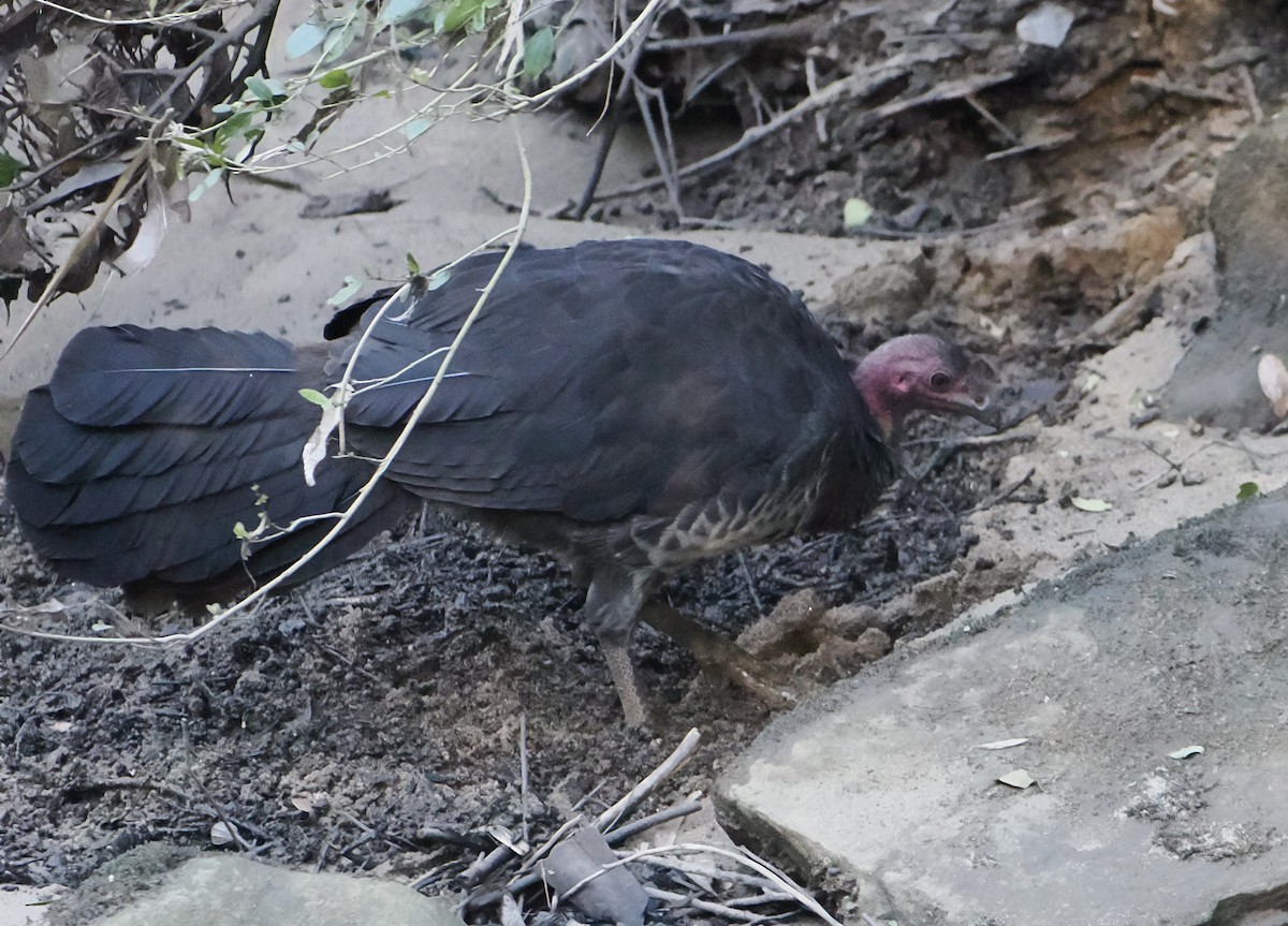 Australian Brushturkey - ML644506044