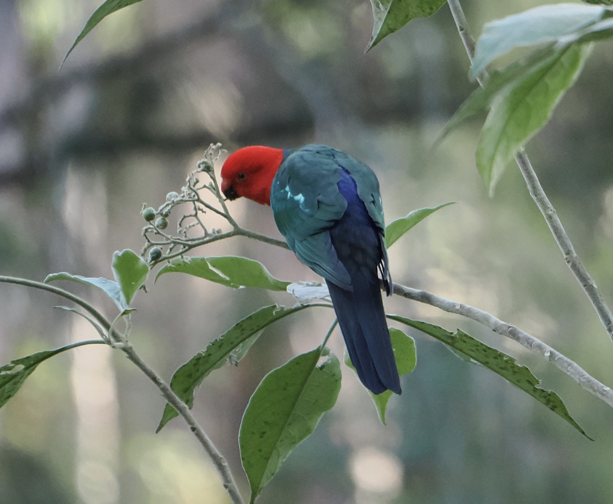 Australian King-Parrot - ML644506051