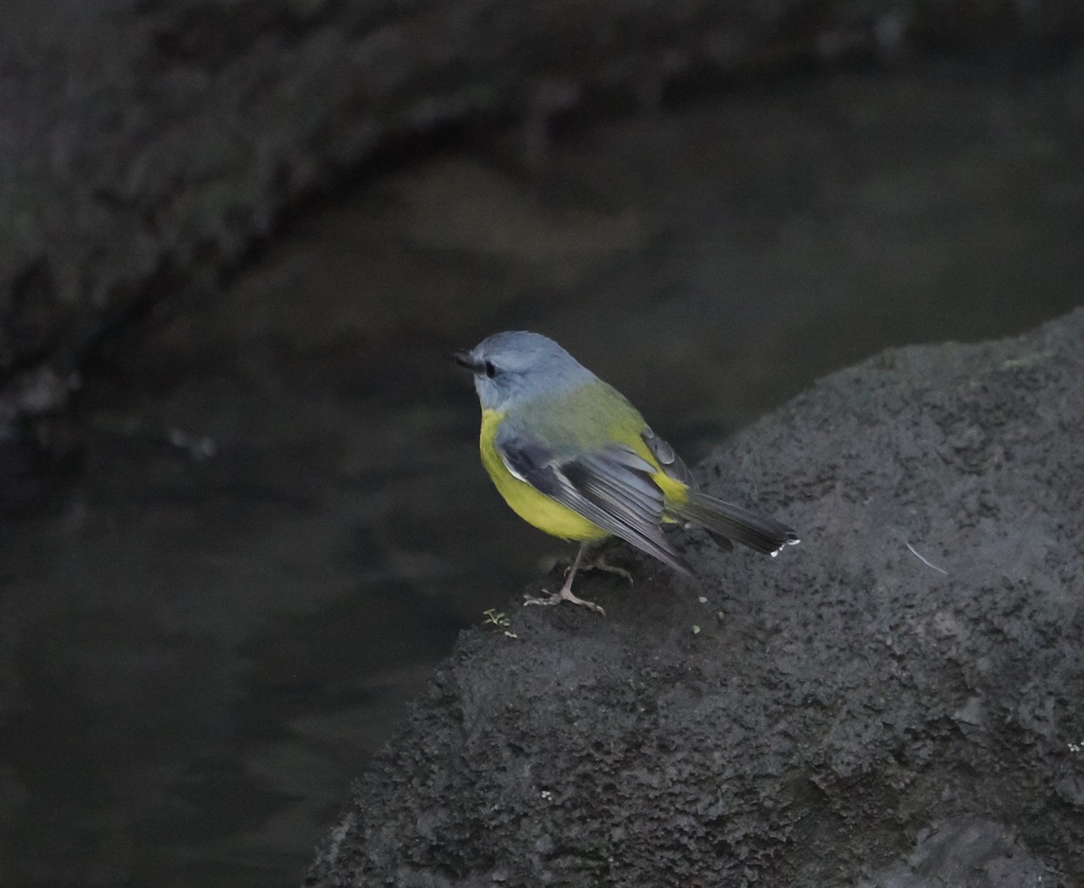 lejsčík žlutý - ML644506055