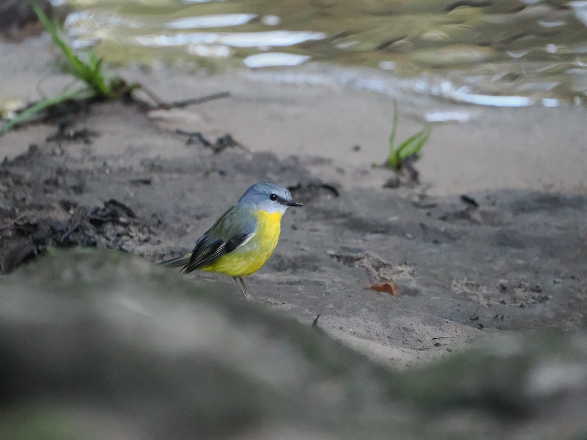 lejsčík žlutý - ML644506056