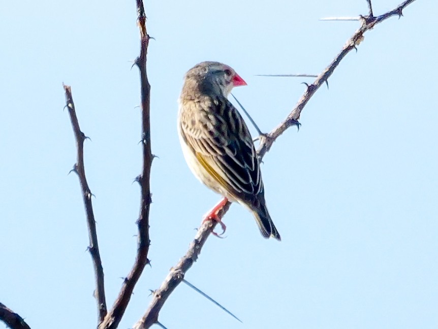 Red-billed Quelea - ML644506059