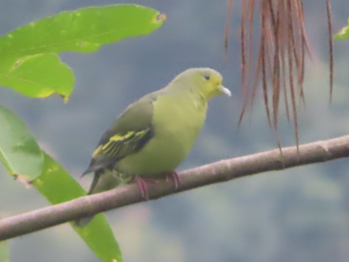Sri Lanka Green-Pigeon - ML644506064