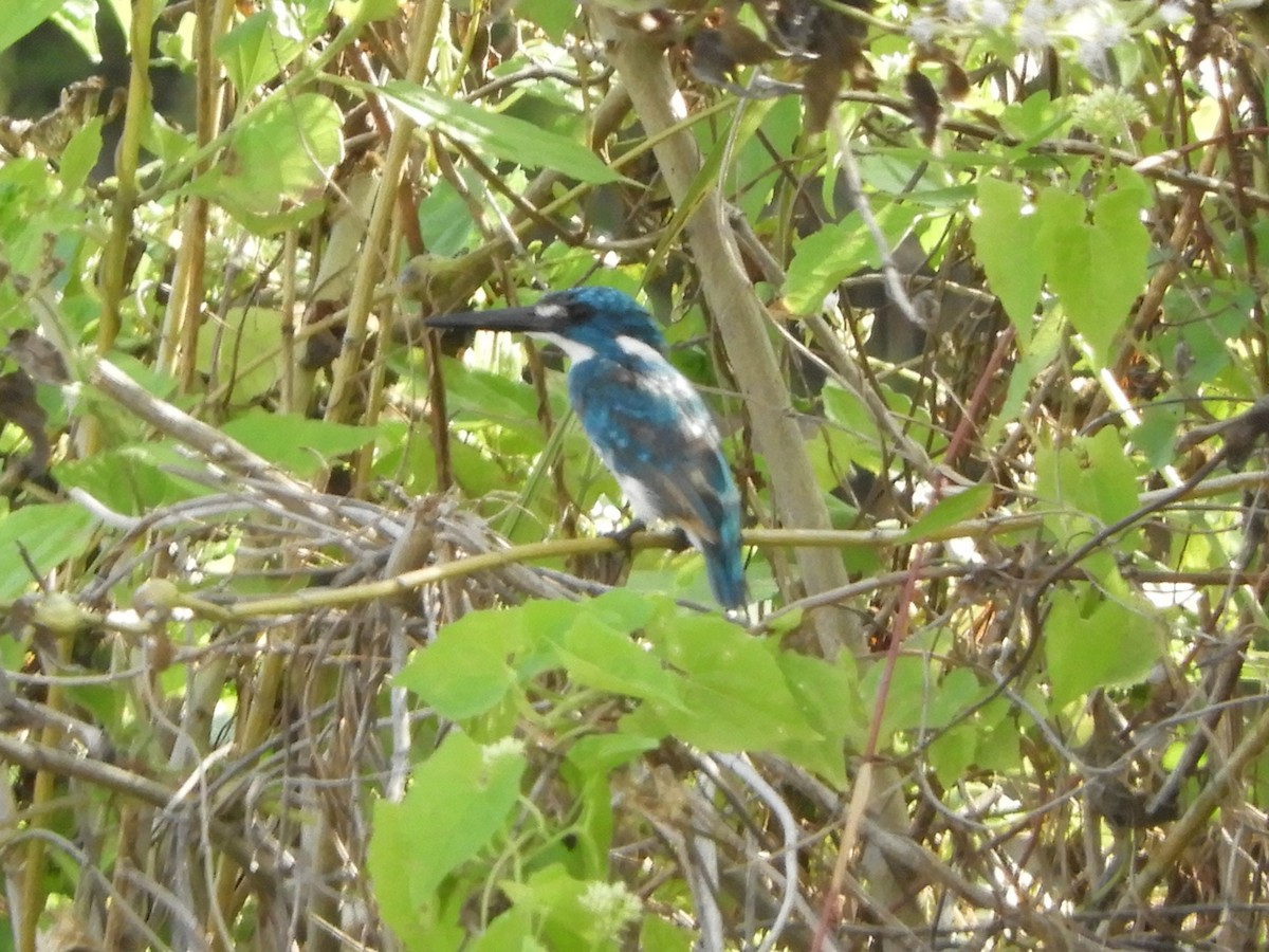 Small Blue Kingfisher - ML644506065