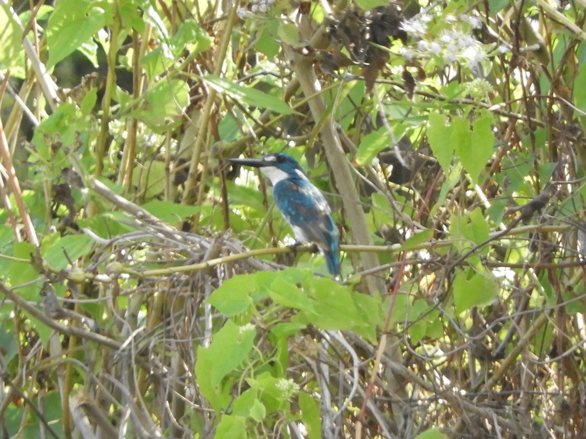 Small Blue Kingfisher - ML644506066