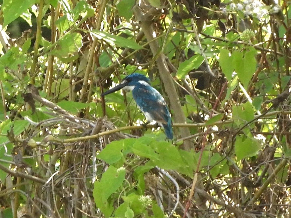 Small Blue Kingfisher - ML644506067