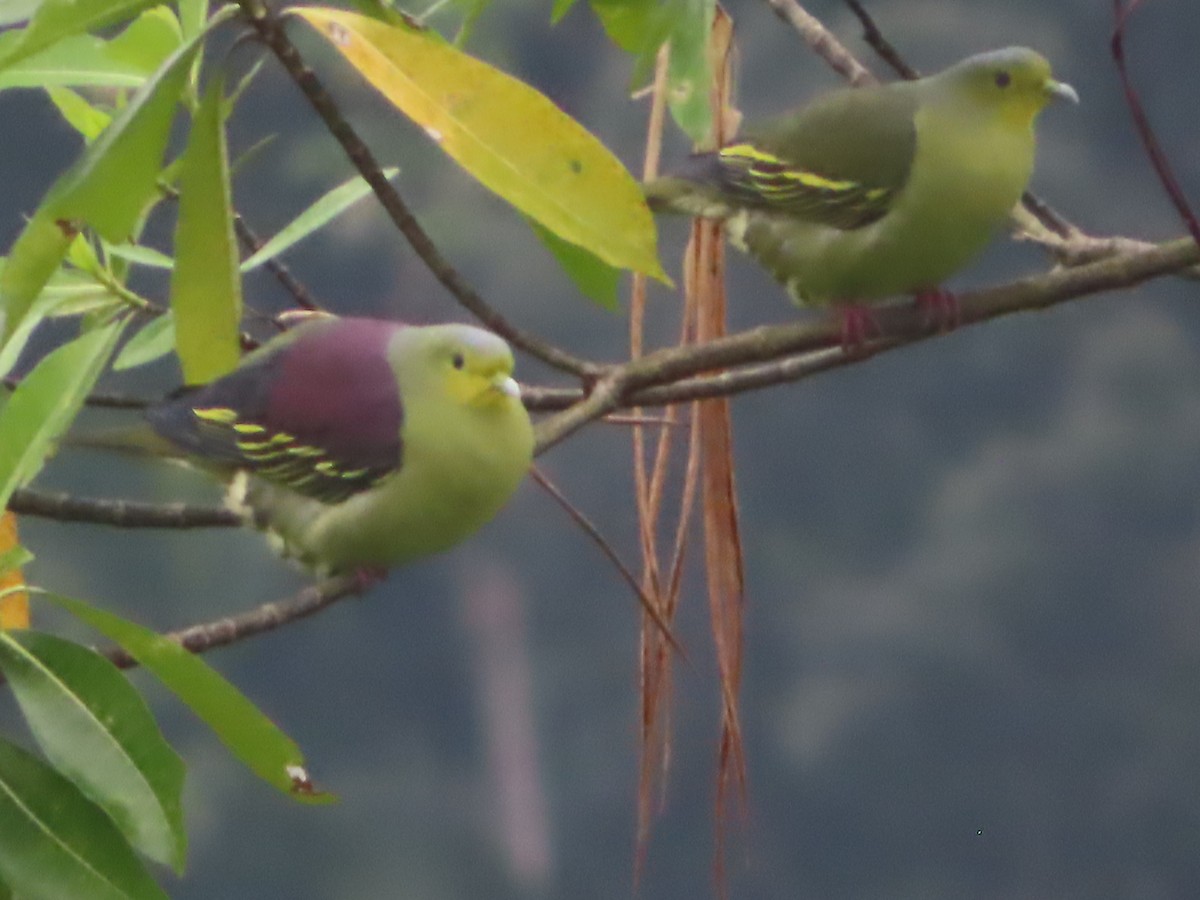 Sri Lanka Green-Pigeon - ML644506068