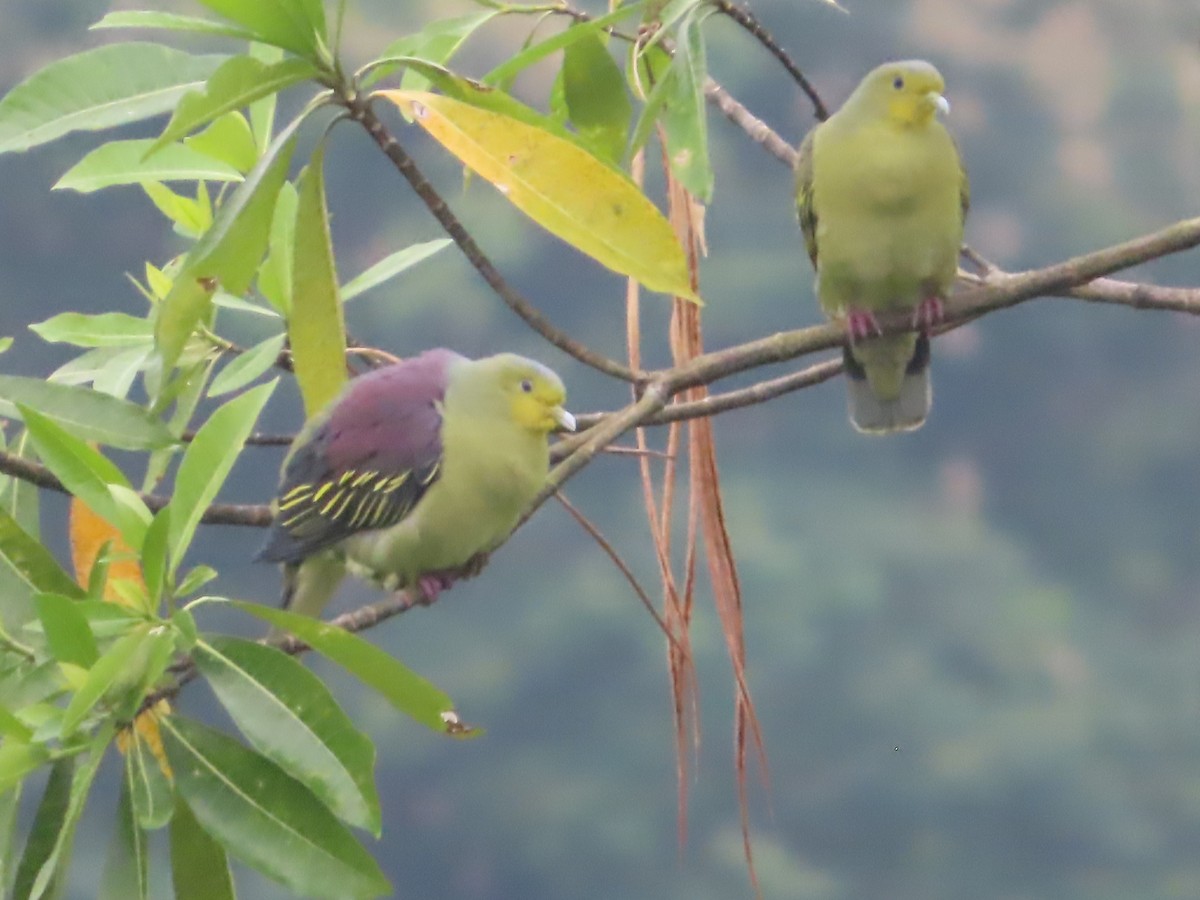 Sri Lanka Green-Pigeon - ML644506069