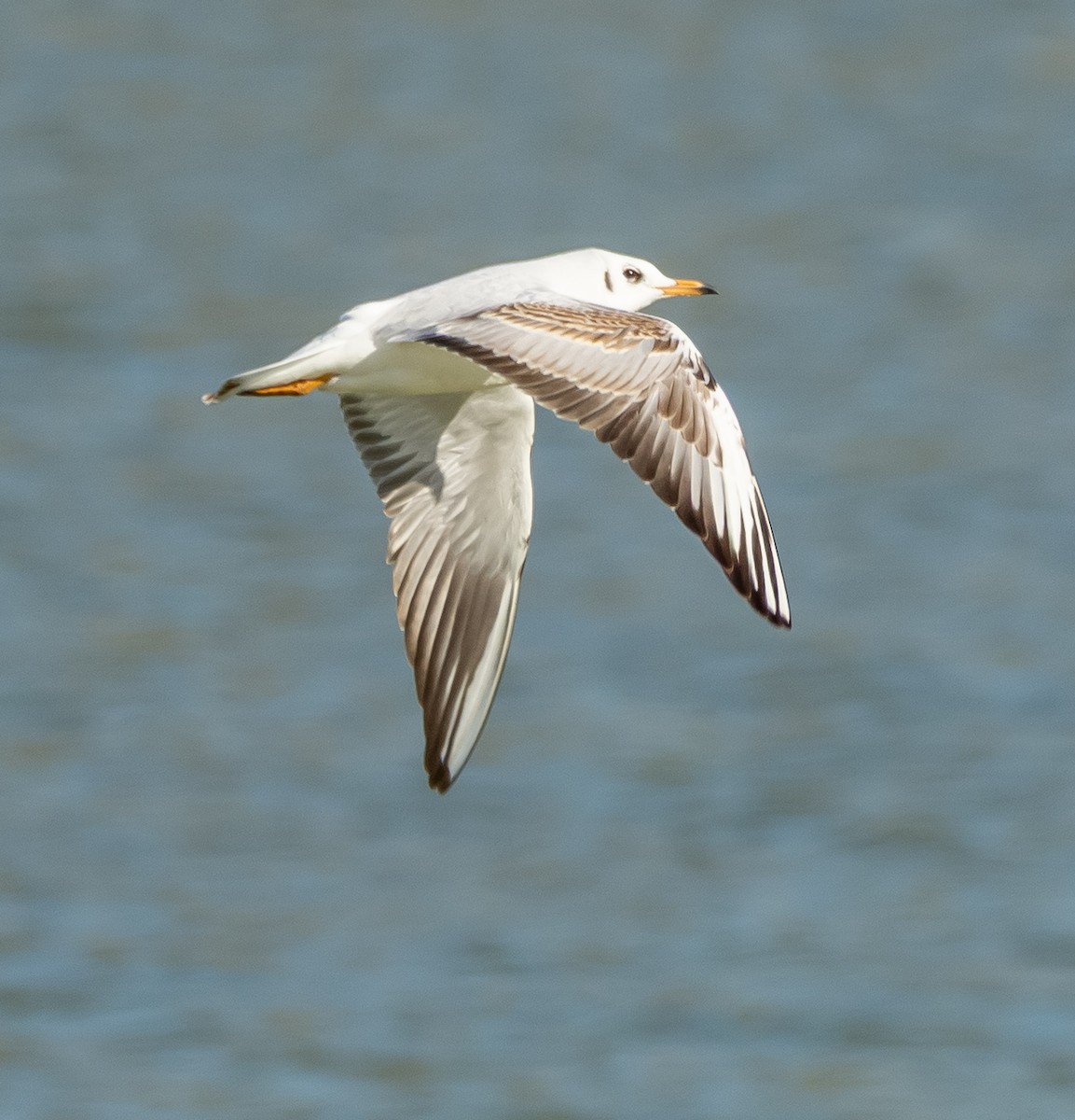 Black-headed Gull - ML644506070