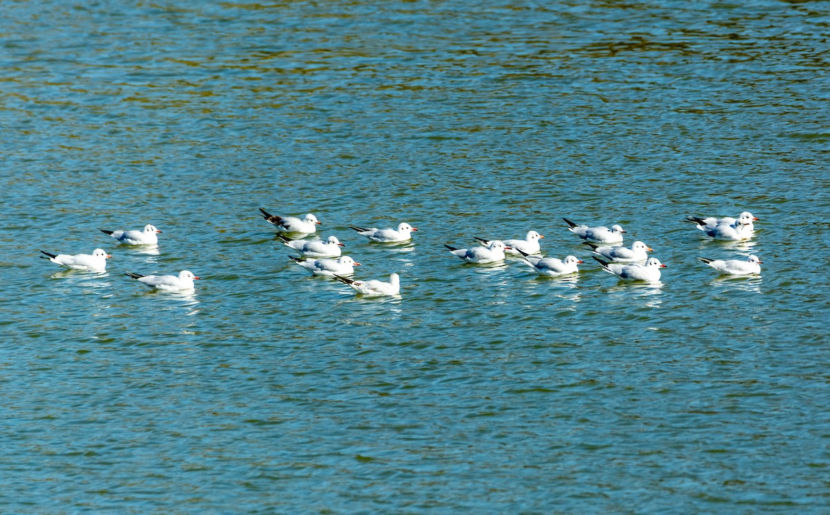 Black-headed Gull - ML644506071