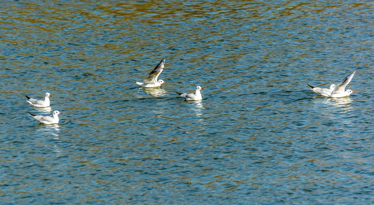 Black-headed Gull - ML644506072