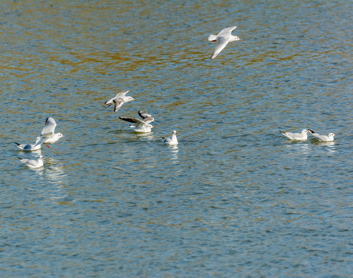 Black-headed Gull - ML644506073