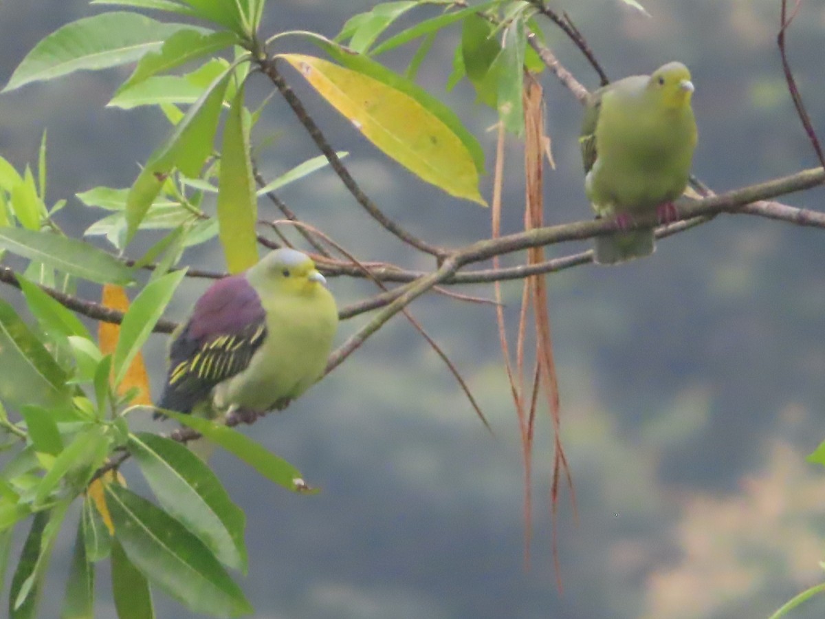 Sri Lanka Green-Pigeon - ML644506074