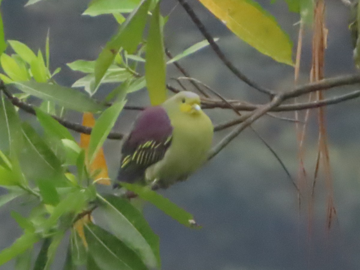 Sri Lanka Green-Pigeon - ML644506075