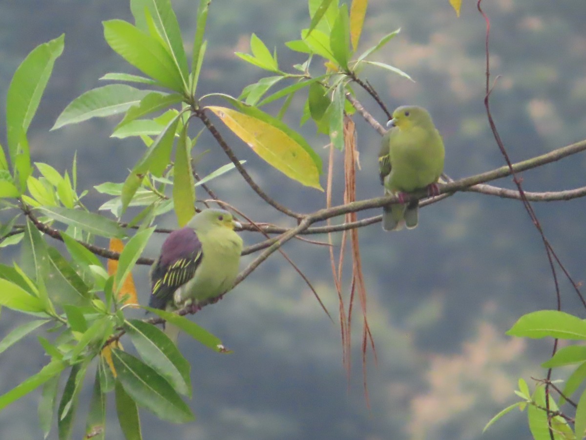 Sri Lanka Green-Pigeon - ML644506076