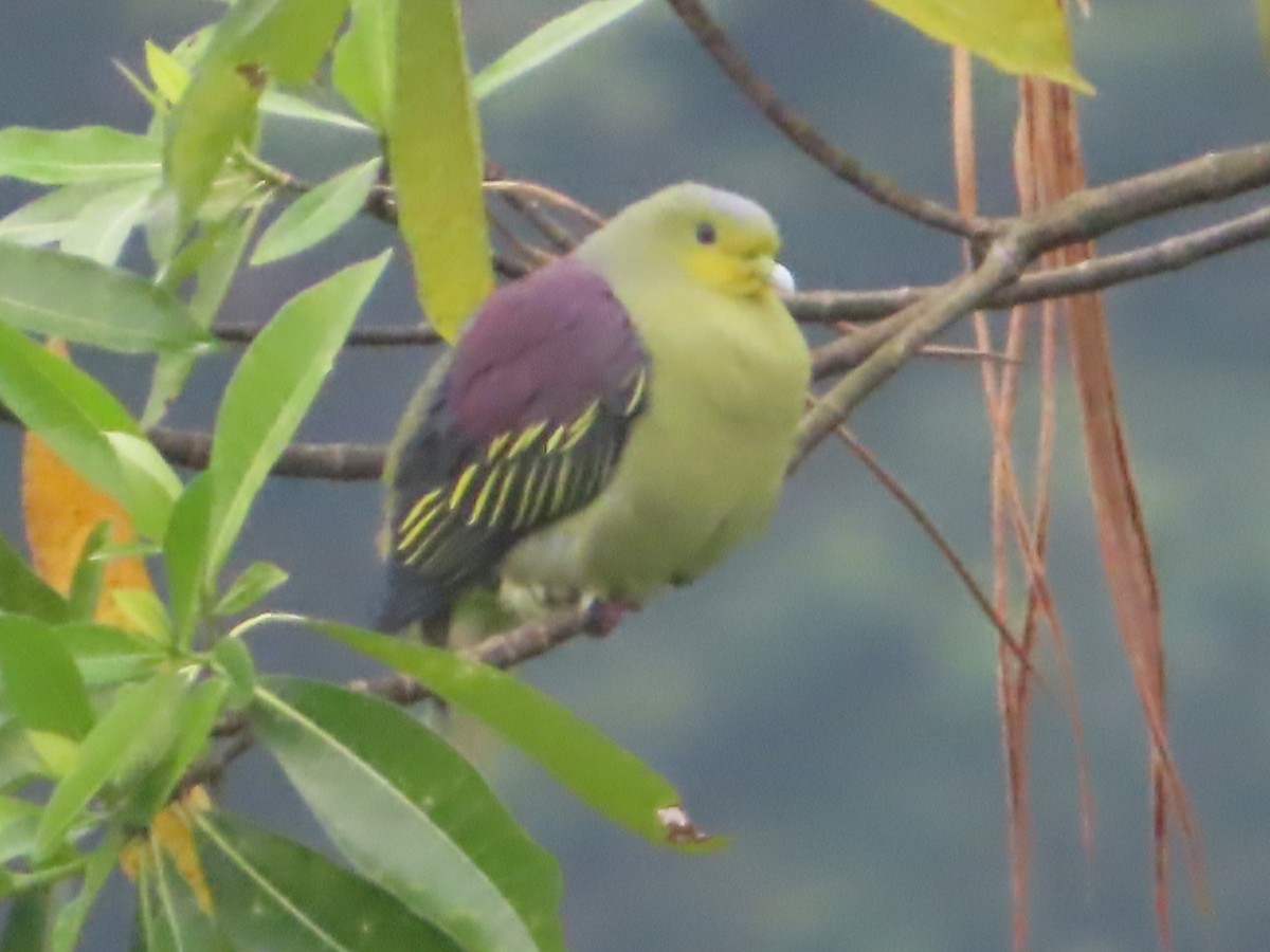 Sri Lanka Green-Pigeon - ML644506081