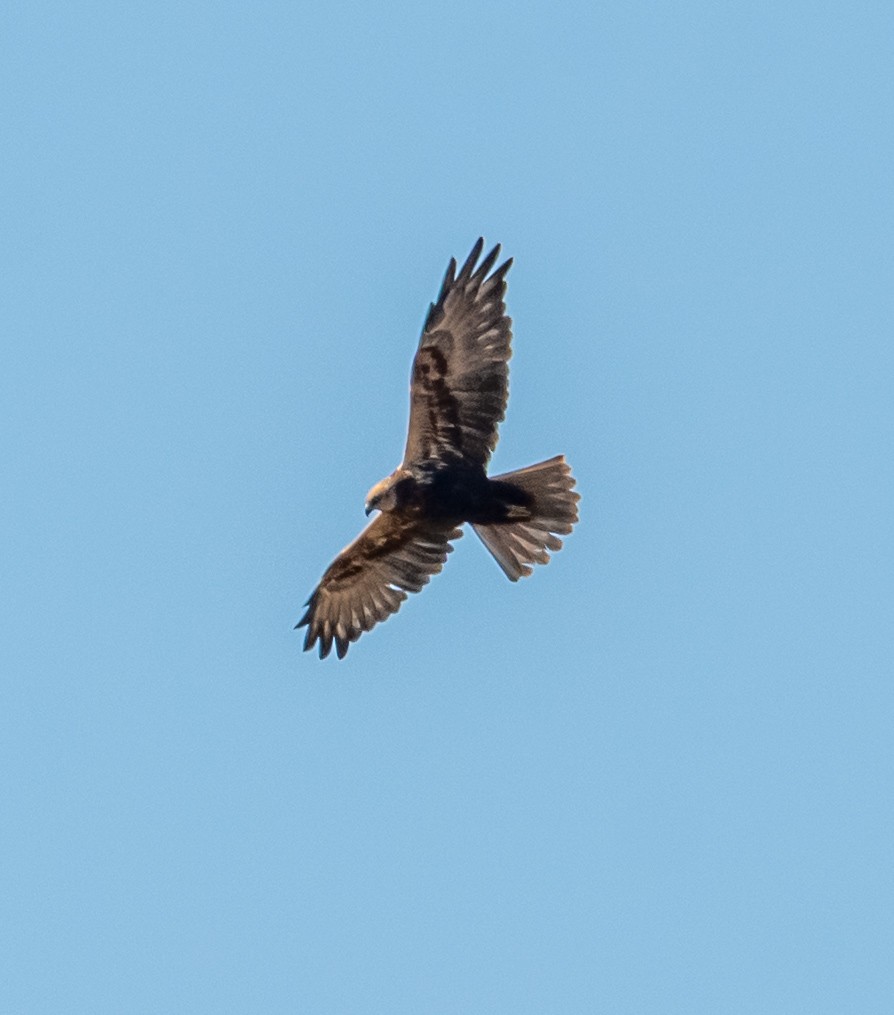 Zingira-mirotz eurasiarra - ML644506082