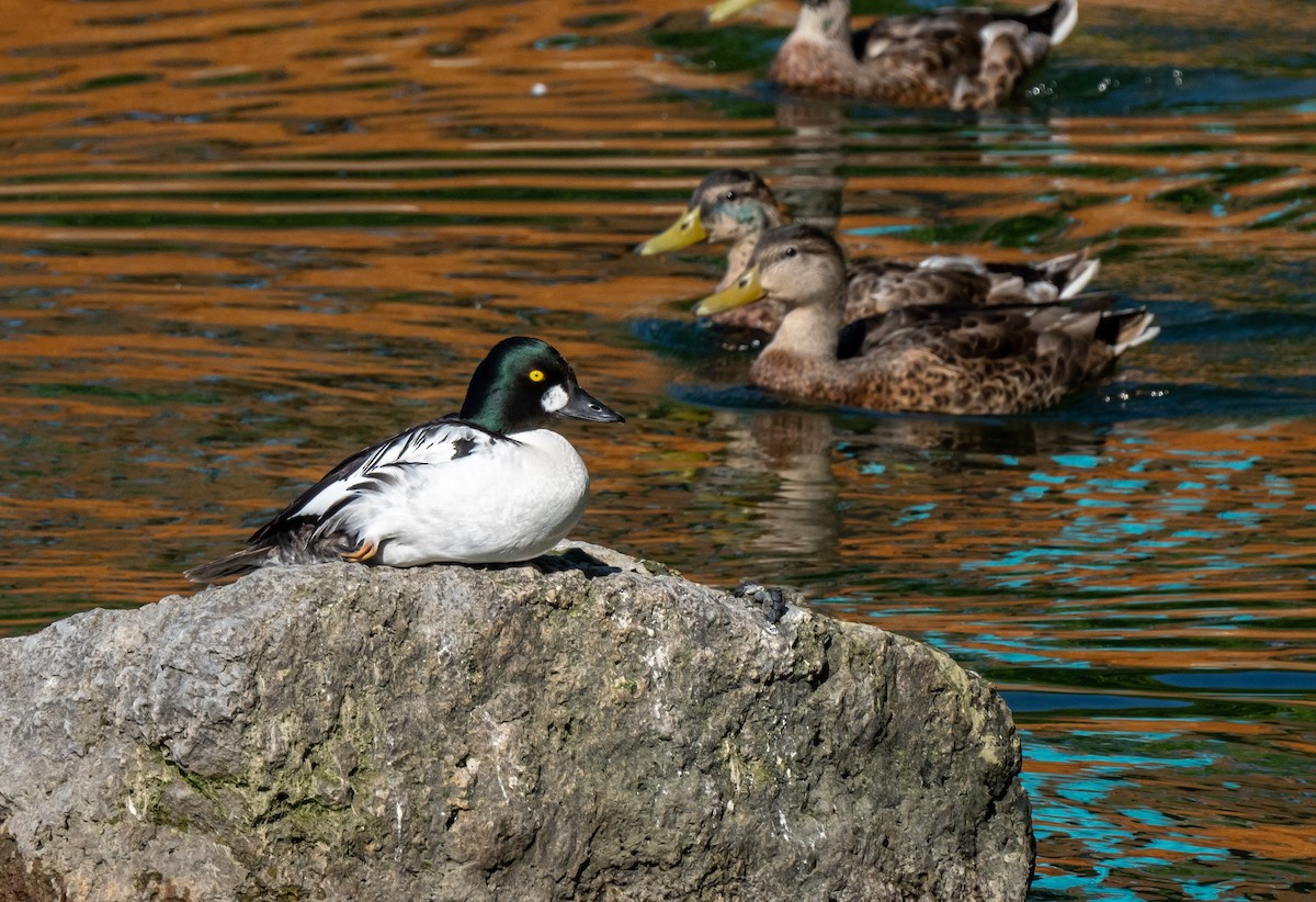 Common Goldeneye - ML644506083