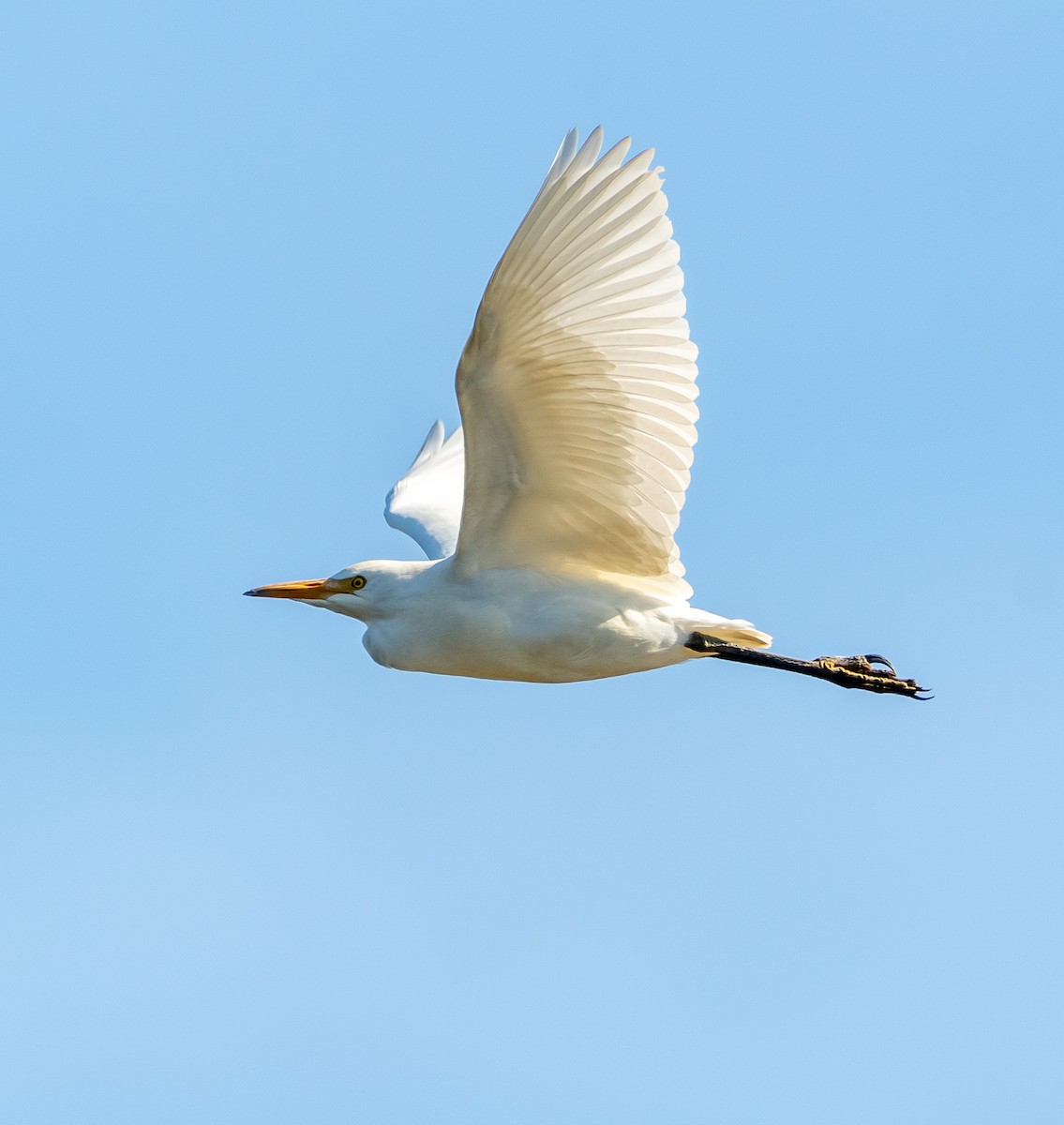 Western Cattle-Egret - ML644506084
