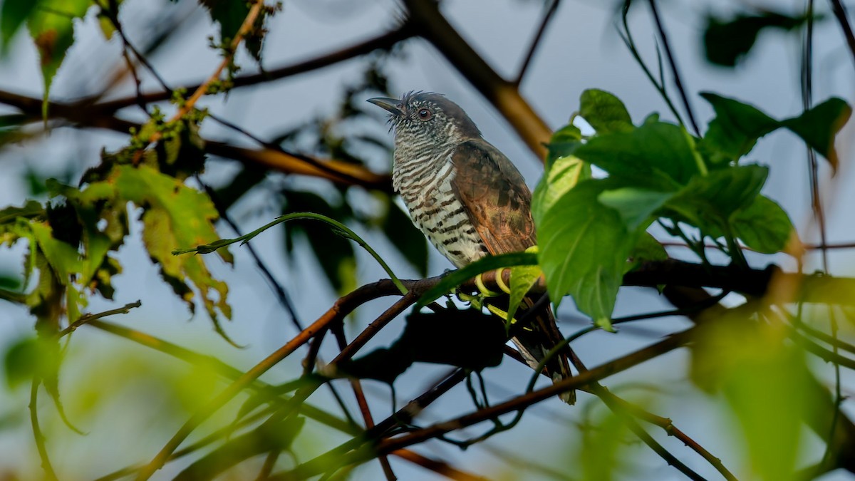 Little Bronze-Cuckoo - ML644506085