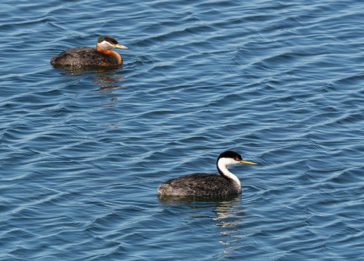 Western Grebe - ML644506087