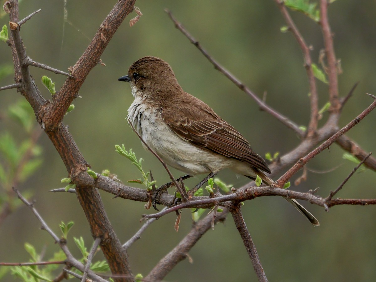 Marico Flycatcher - ML644506089