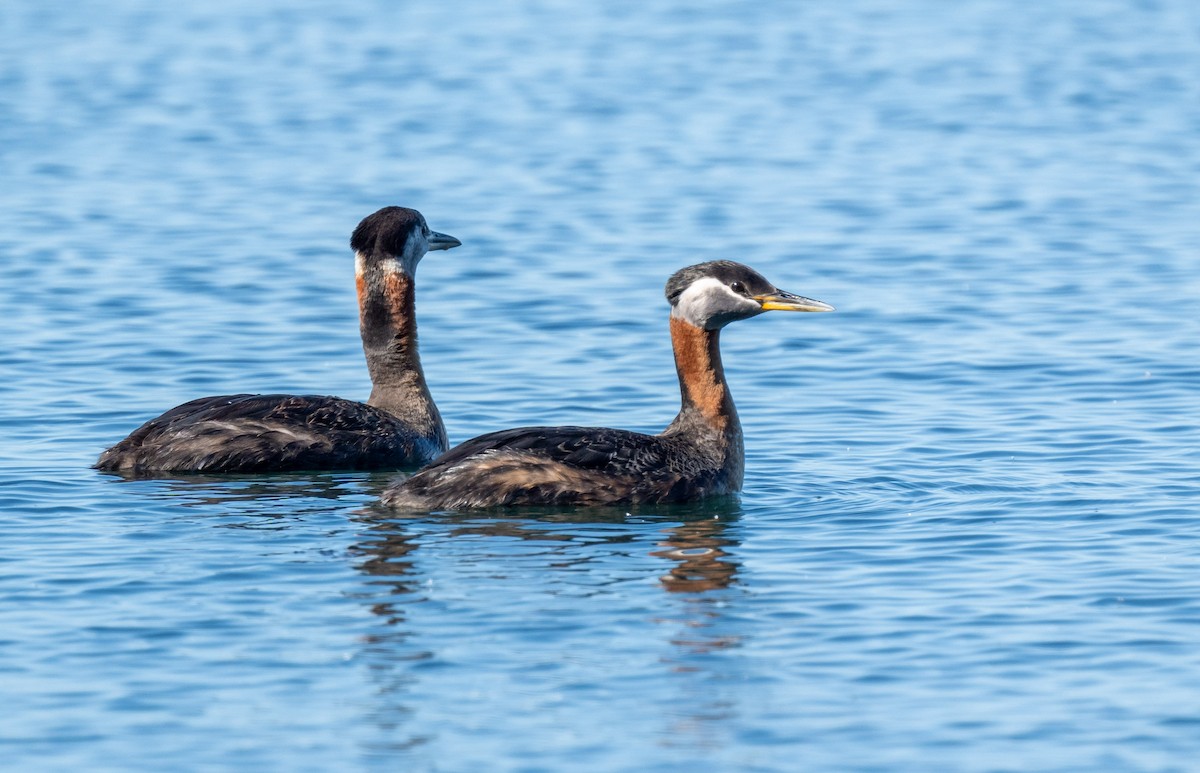 Somormujo Cuellirrojo - ML644506091