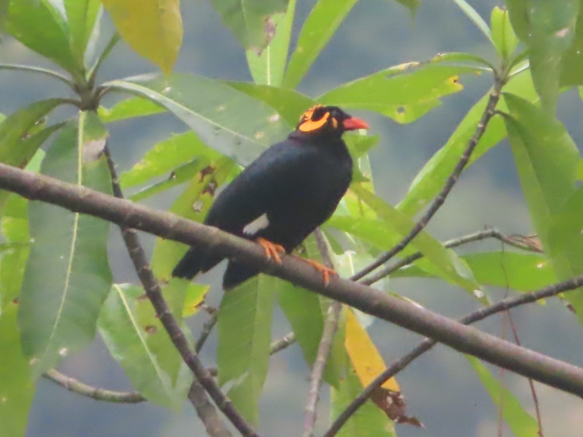 Southern Hill Myna - ML644506092