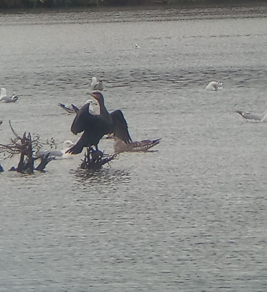 European Herring Gull - ML644506093