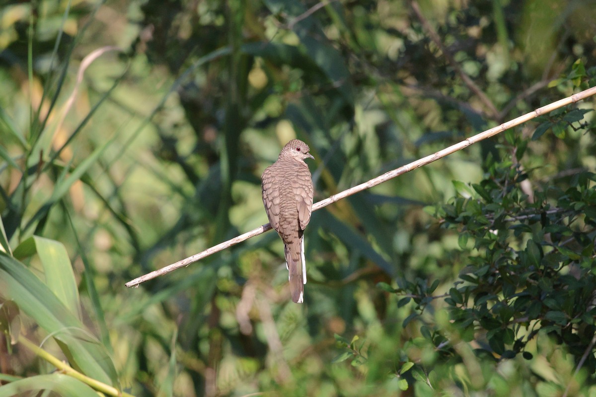 Inca Dove - ML644506094