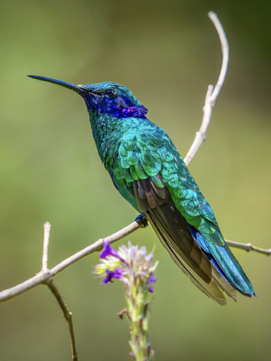 Sparkling Violetear - ML644506095