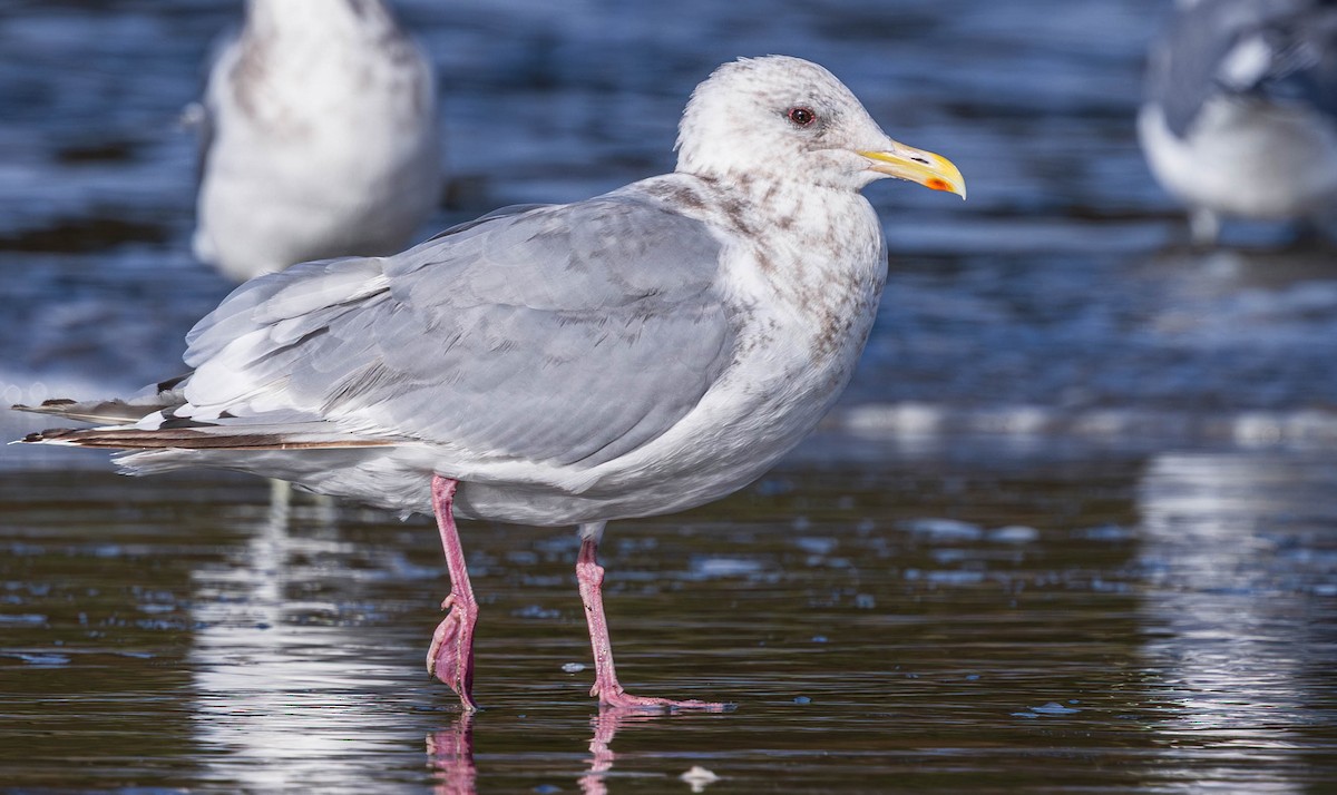 アイスランドカモメ - ML644506104