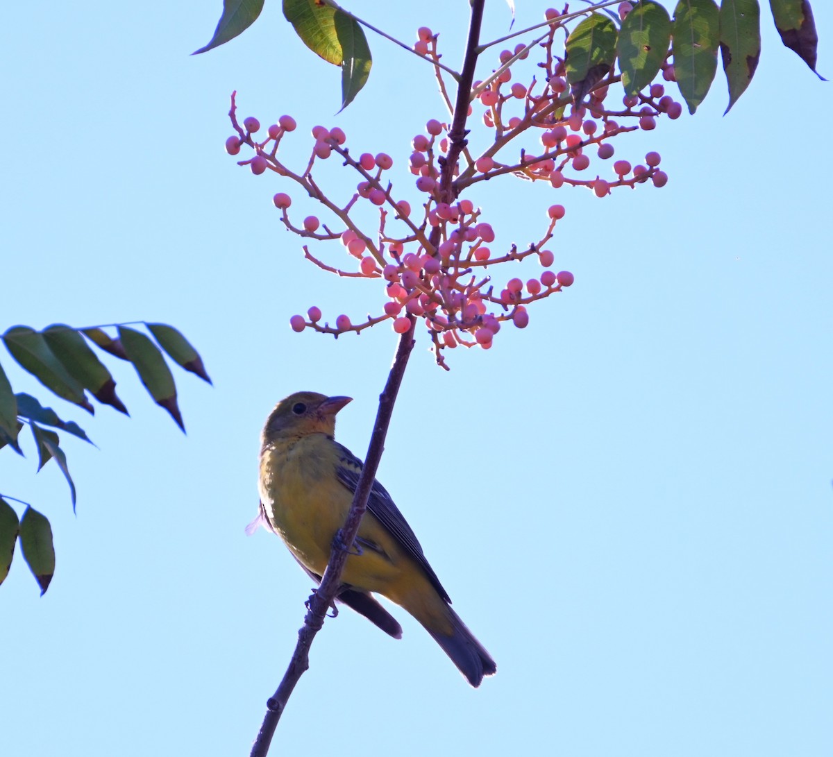 Western Tanager - ML644506105