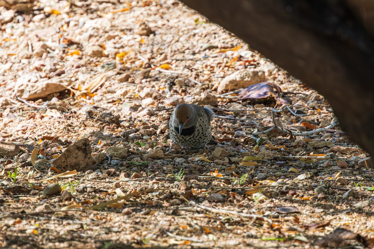 Northern Flicker - ML644506106