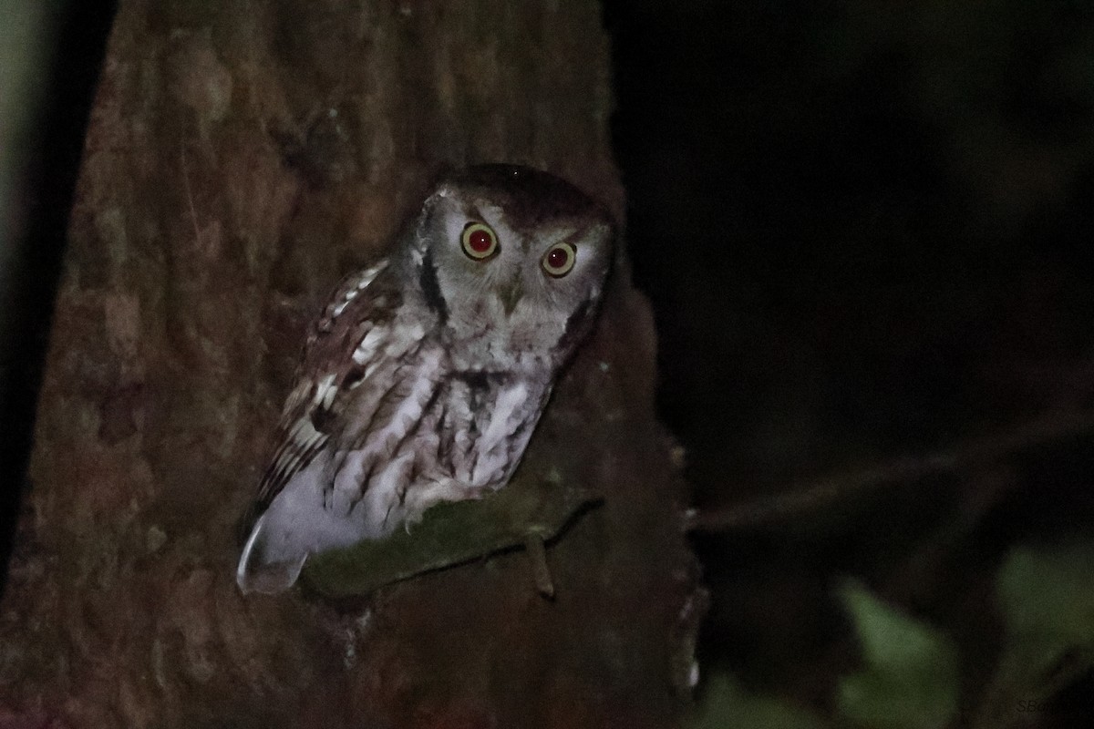 Eastern Screech-Owl - ML644506107