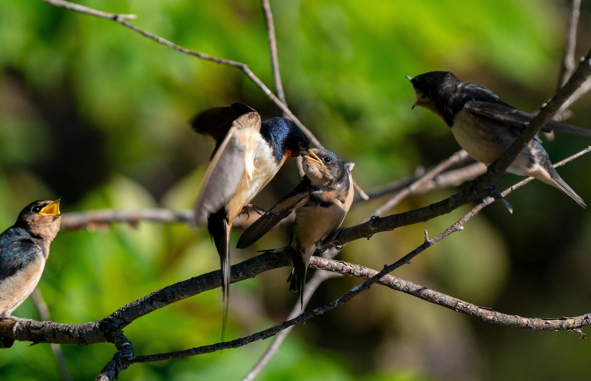 Barn Swallow - ML644506112