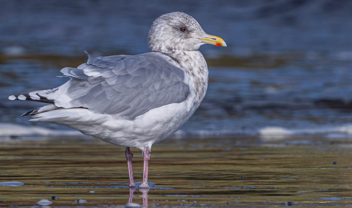 アイスランドカモメ - ML644506113