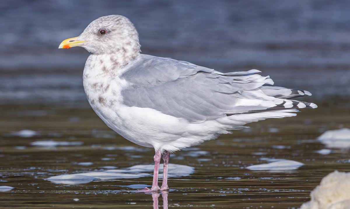 アイスランドカモメ - ML644506114