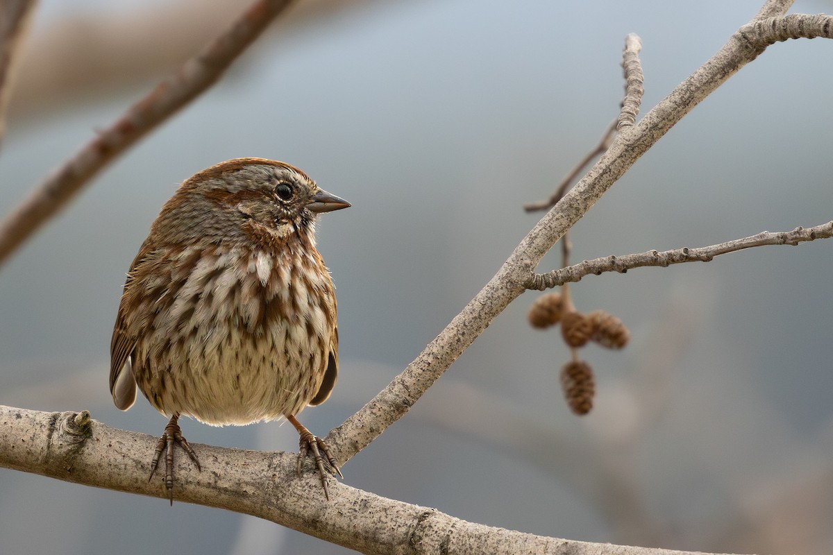 Song Sparrow - ML644506117