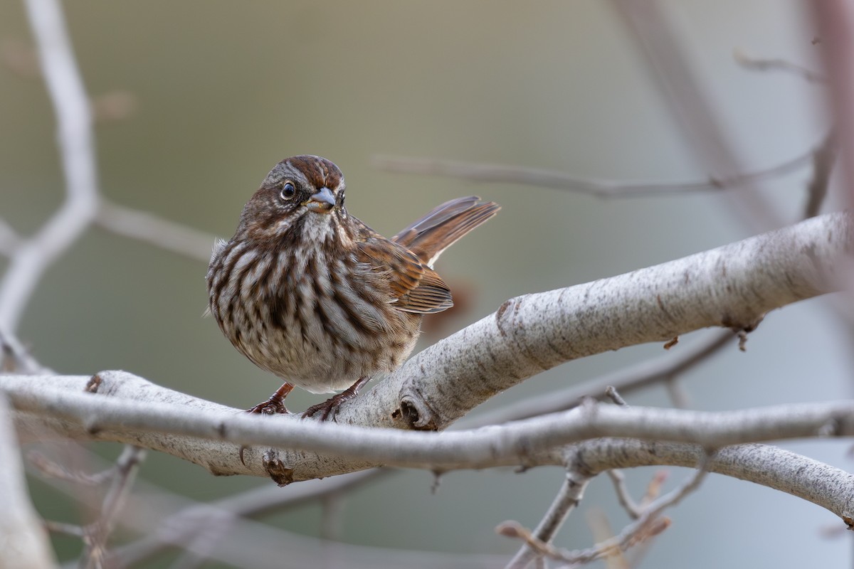 Song Sparrow - ML644506119