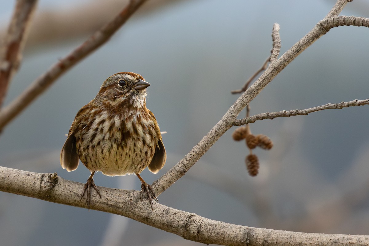 Song Sparrow - ML644506120