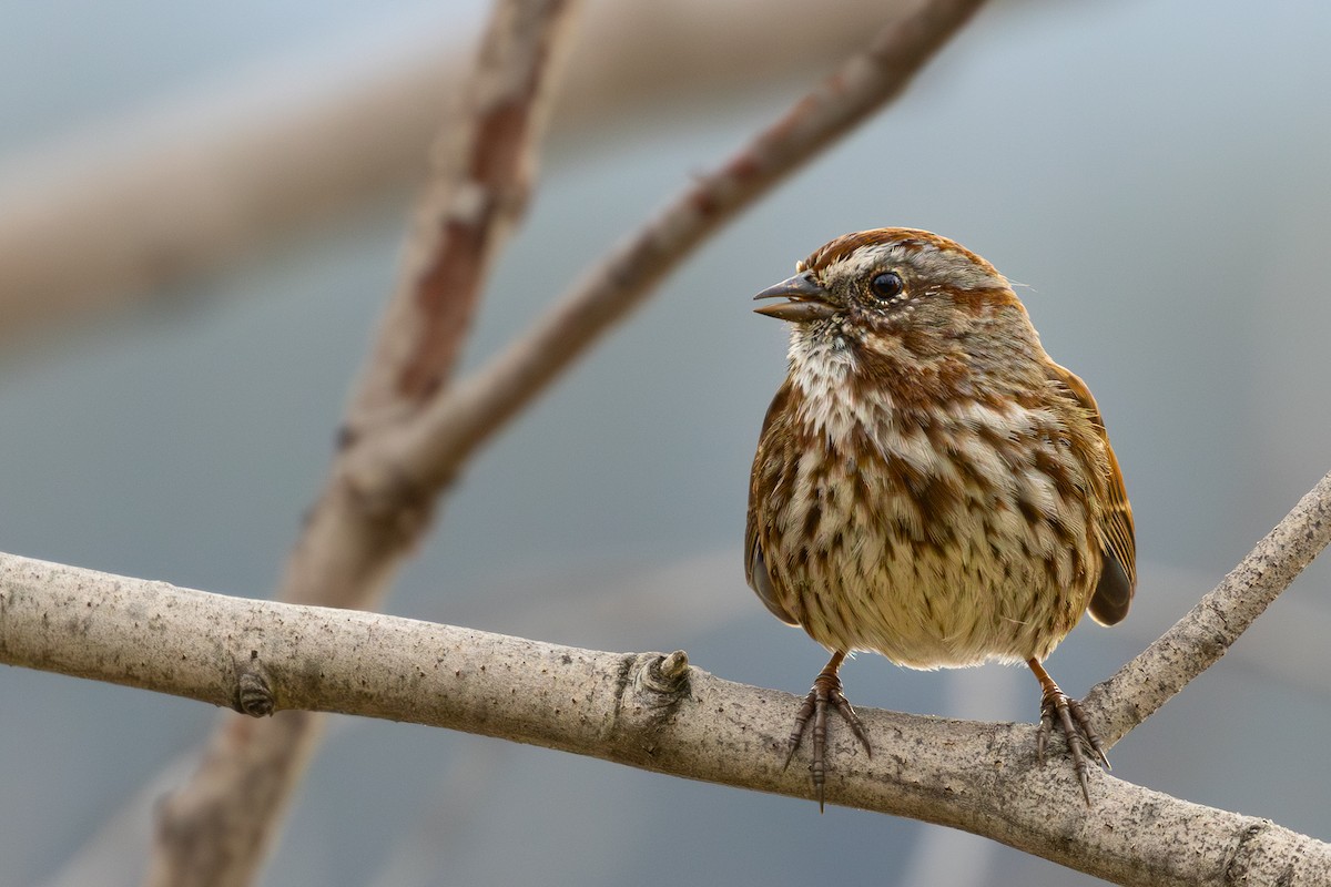 Song Sparrow - ML644506121